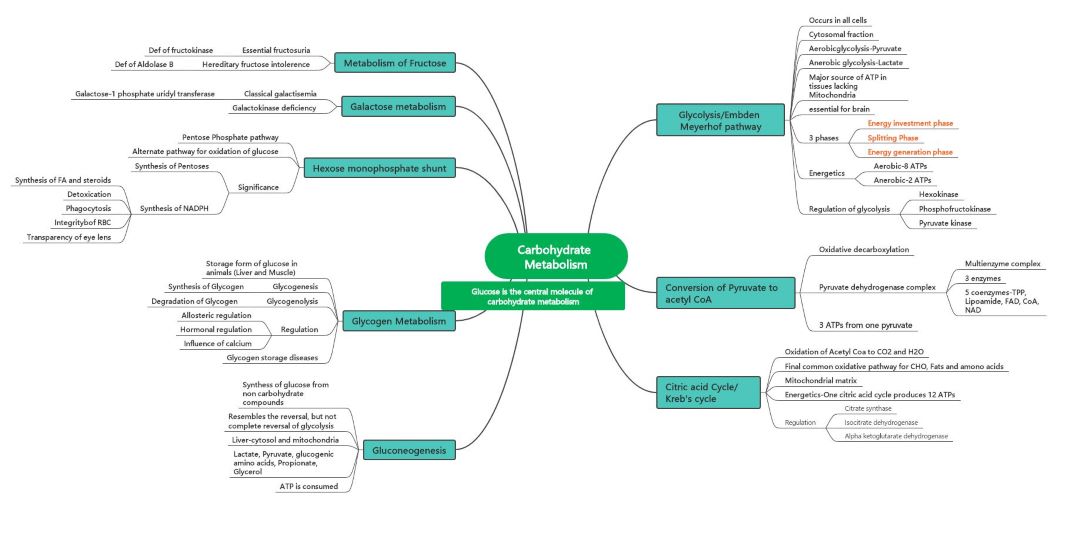 mind map about carbohydrate metabolism